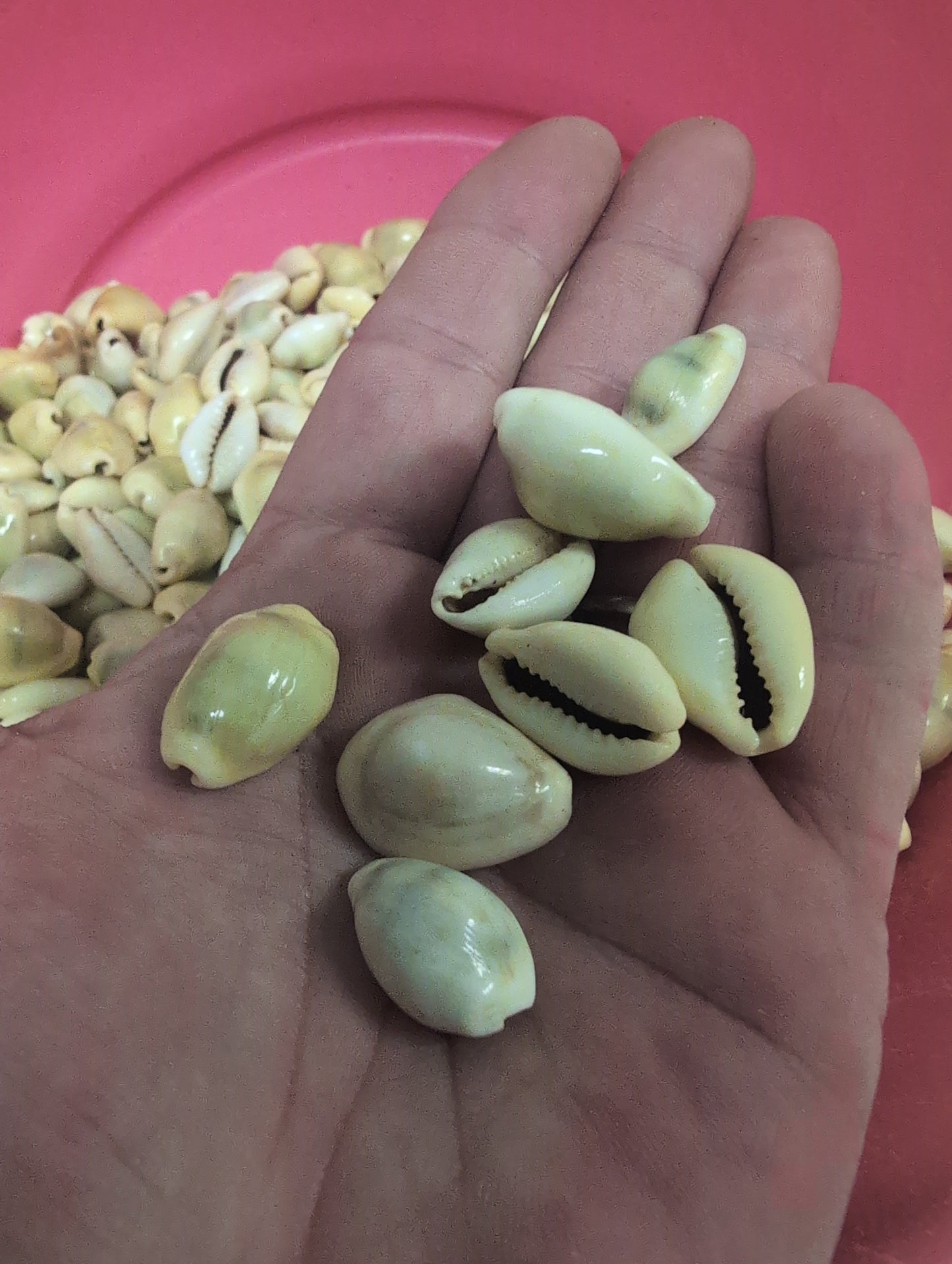 Money Cowrie shells held in hand, showing smooth polished cream and yellow surfaces