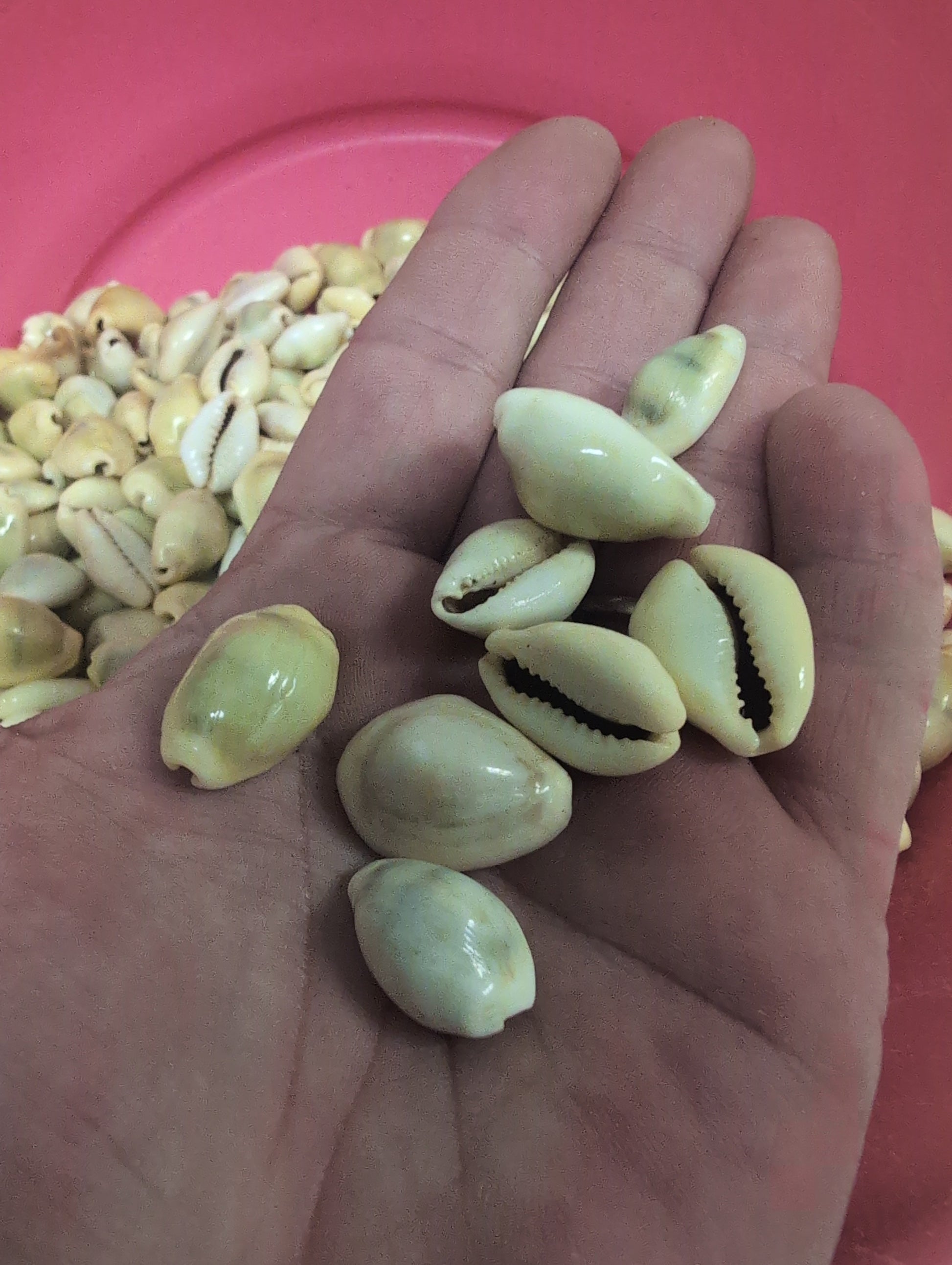 Money Cowrie shells held in hand, showing smooth polished cream and yellow surfaces