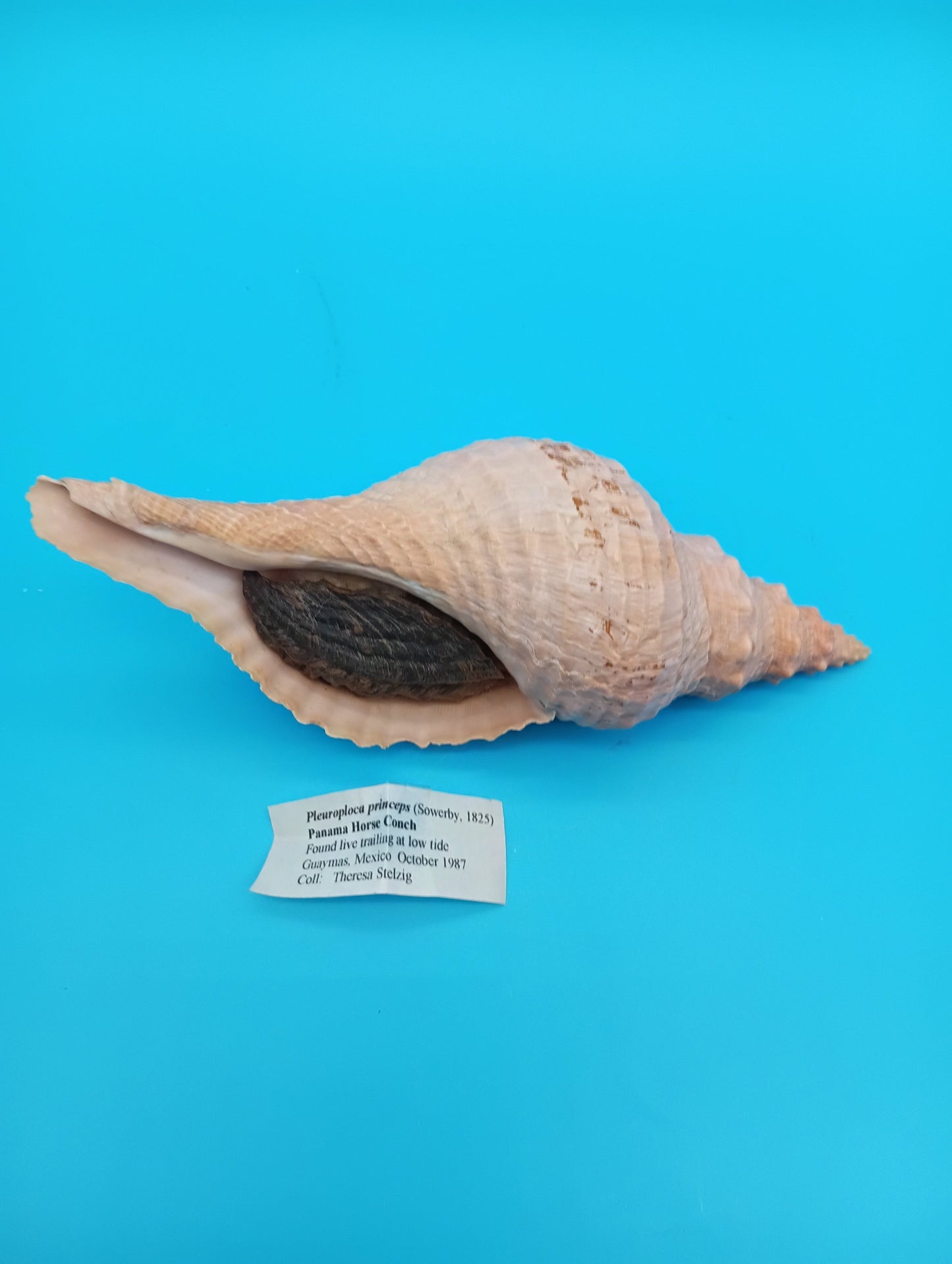 8" Horse Conch with operculum for coastal décor – natural collector shell