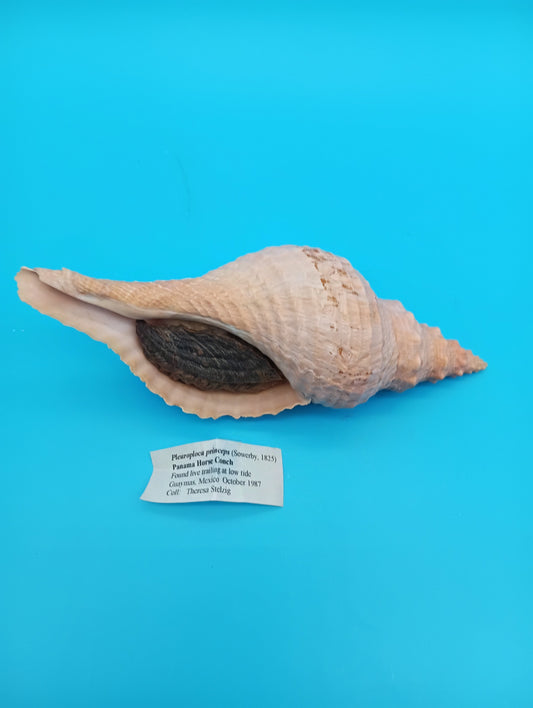 8" Horse Conch with operculum for coastal décor – natural collector shell