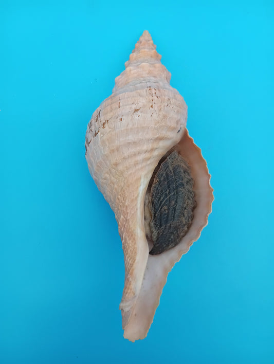 Large 8" Horse Conch with operculum and provenance – natural display shell