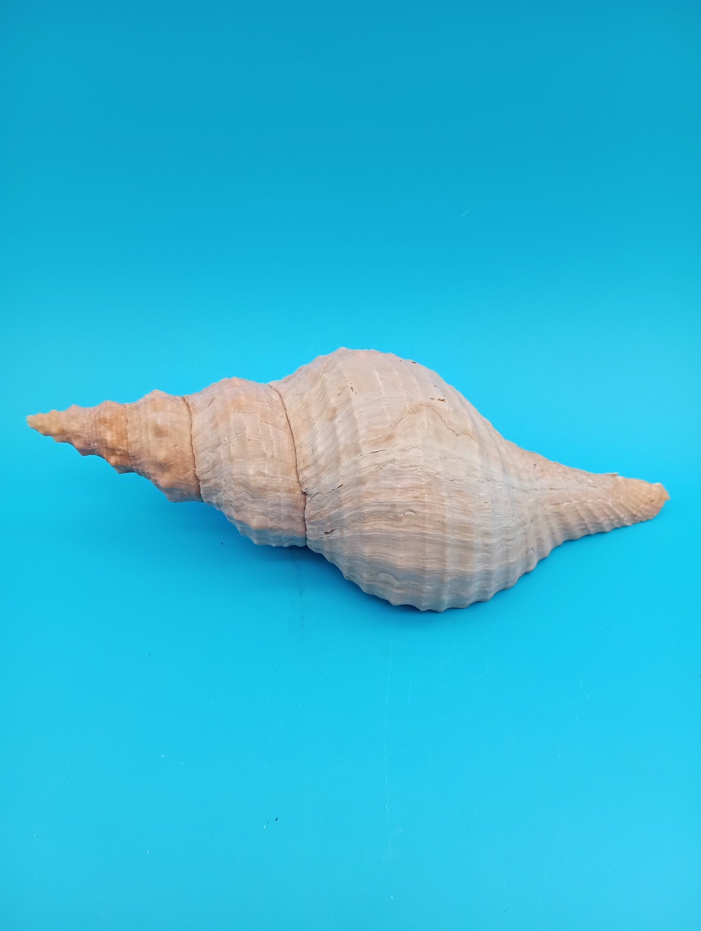 Side view of Horse Conch showing operculum – collector coastal décor shell