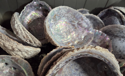 Raw Pink Abalone Shells – Haliotis corrugata, 5–8"