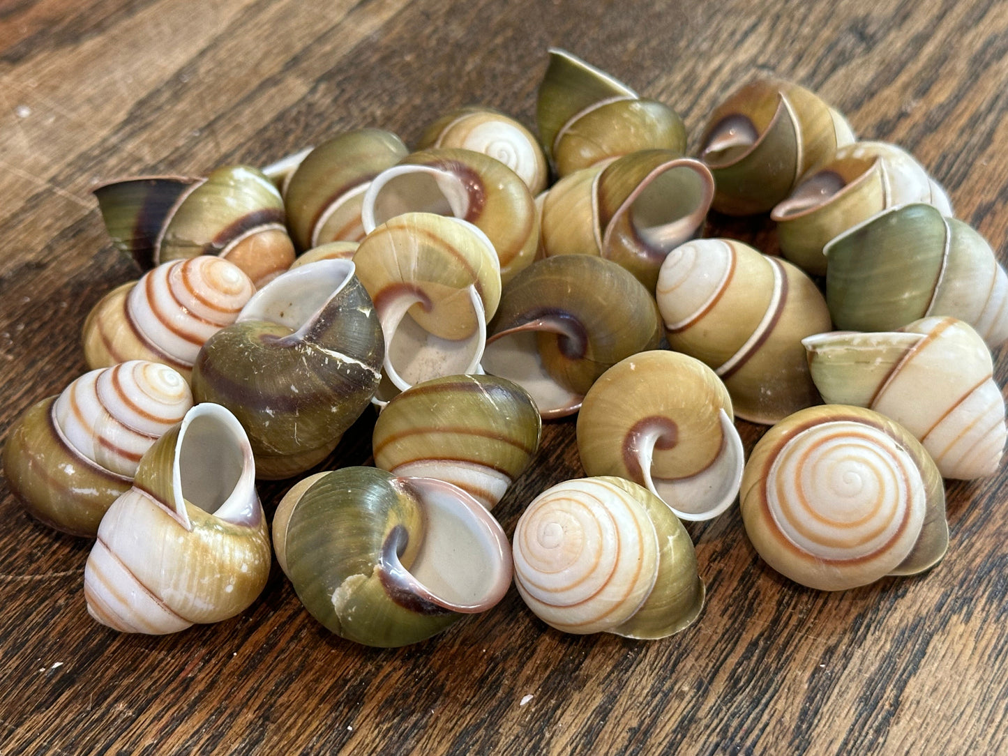 A scattered arrangement of Helicostyla Florida snail shells, showcasing their green, white, and brown spirals.