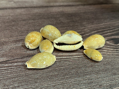 Eroded Cowrie Shell (Erronea caurica)