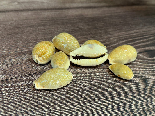 Eroded Cowrie Shell (Erronea caurica)