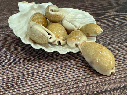 Eroded Cowrie Shell (Erronea caurica)