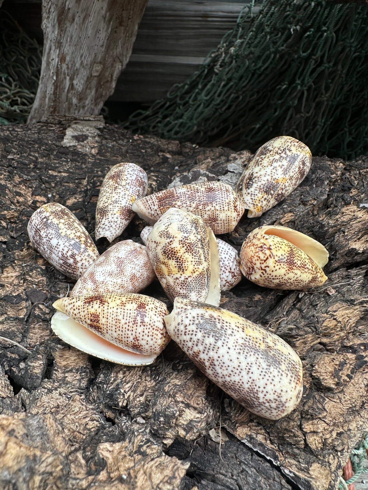 Sand-Dusted Cone Shell- Conus arenatus