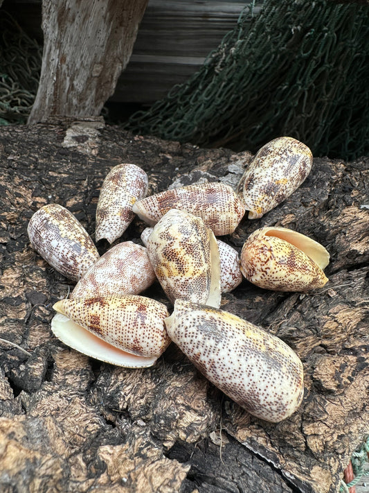 Sand-Dusted Cone Shell- Conus arenatus