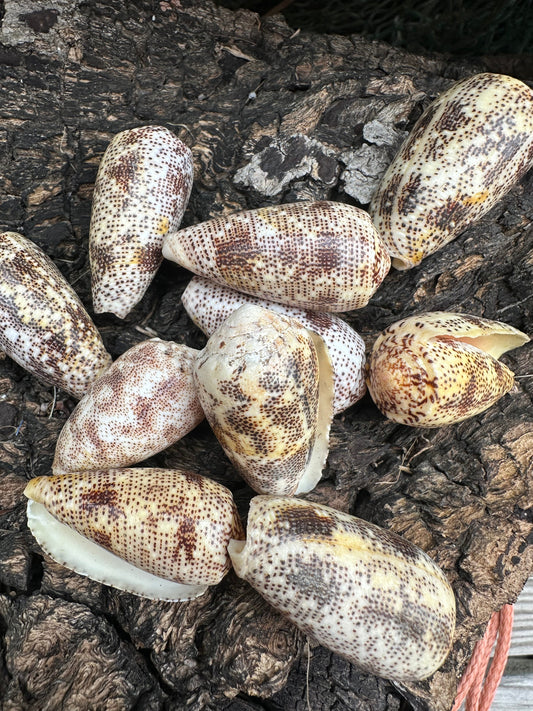 Sand-Dusted Cone Shell- Conus arenatus