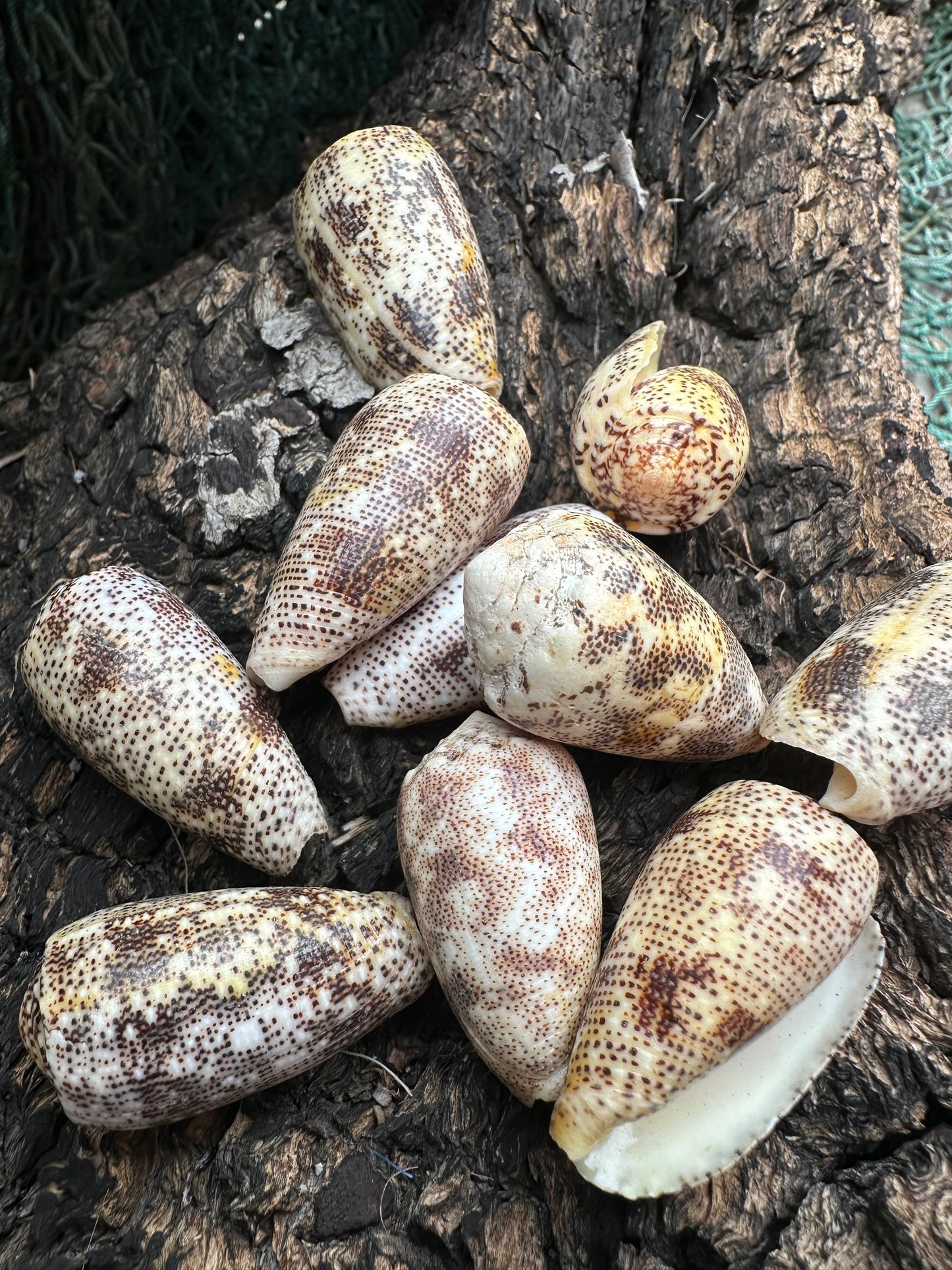 Sand-Dusted Cone Shell- Conus arenatus