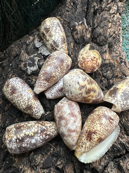 Sand-Dusted Cone Shell- Conus arenatus