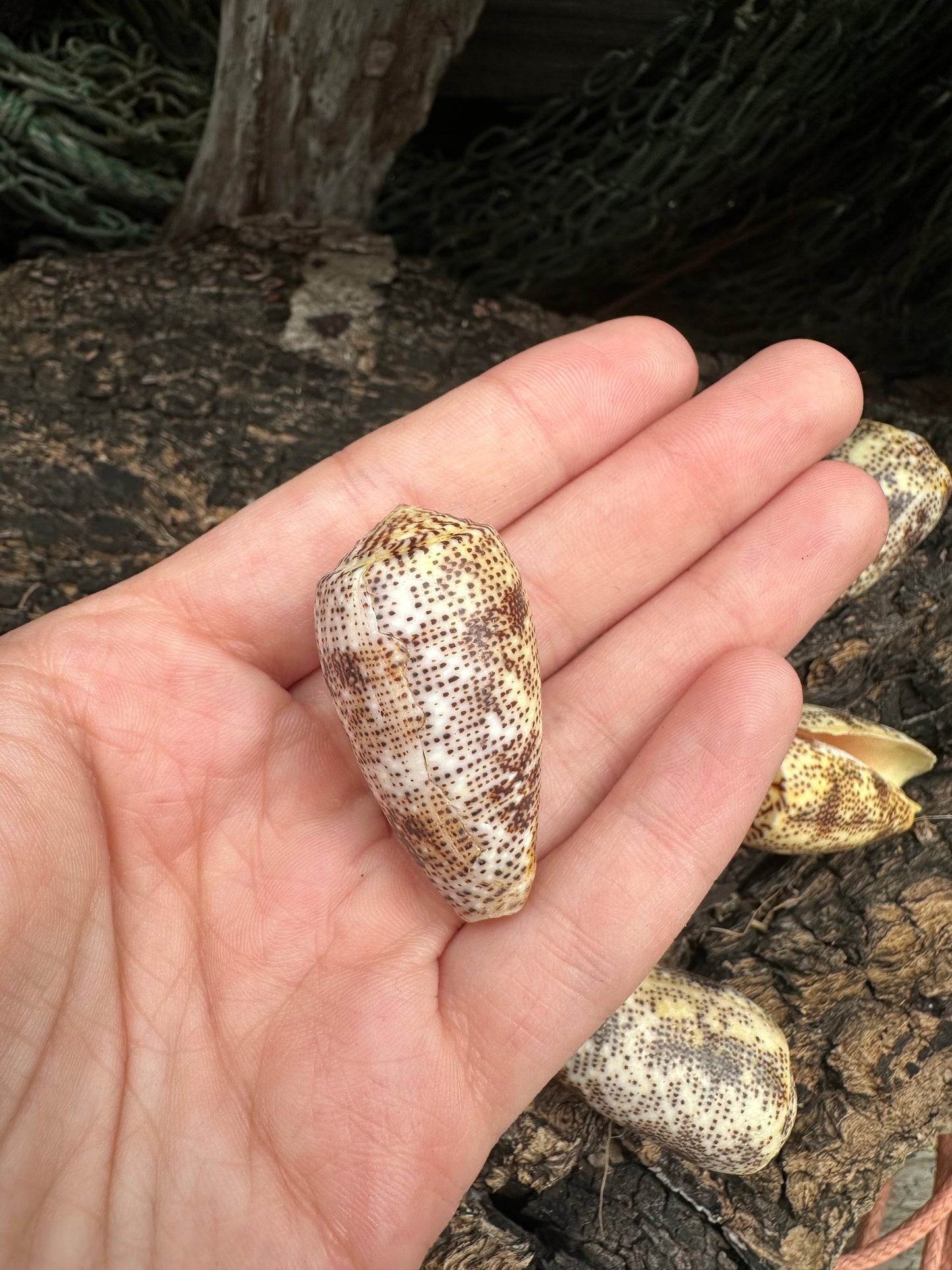 Sand-Dusted Cone Shell- Conus arenatus