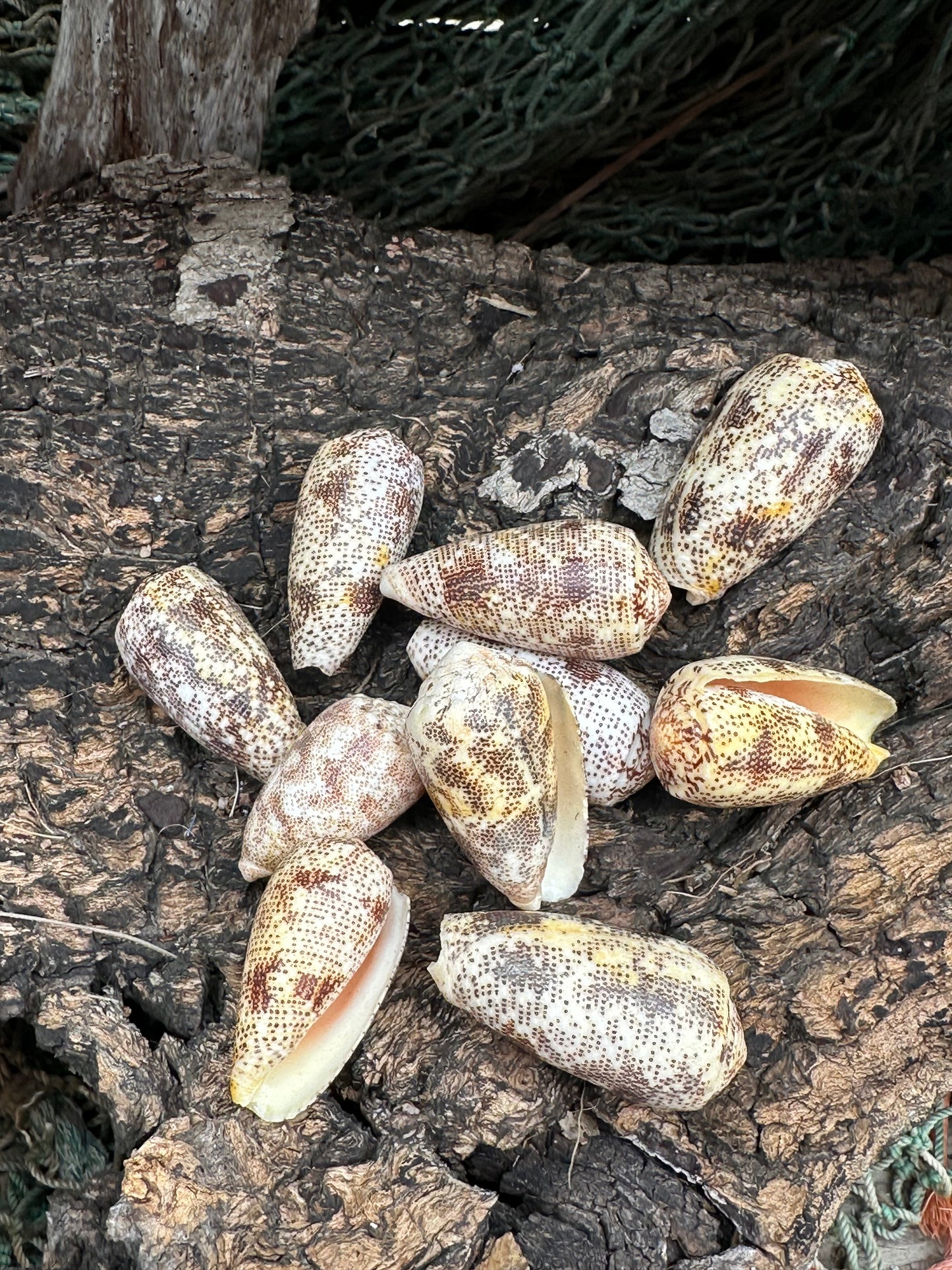 Sand-Dusted Cone Shell- Conus arenatus
