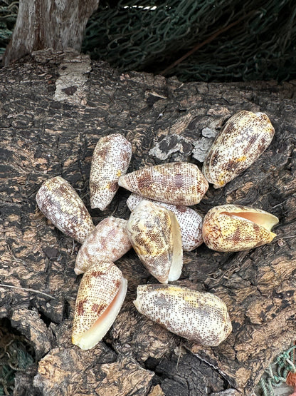 Sand-Dusted Cone Shell- Conus arenatus