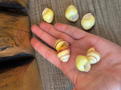 Pale Yellow Land Snail