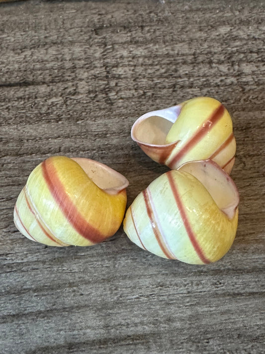 Pale Yellow Land Snail