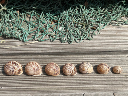 7 Shell Growth Series Tingitana seguyana Land Snail