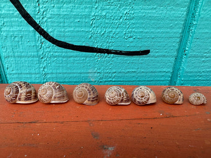 7 Shell Growth Series Tingitana seguyana Land Snail