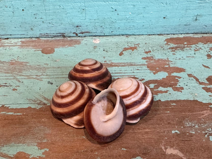 Banded Caracol Land Snail Shell