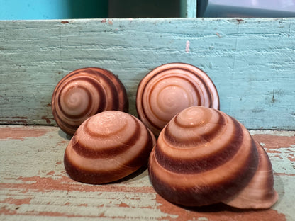 Banded Caracol Land Snail Shell