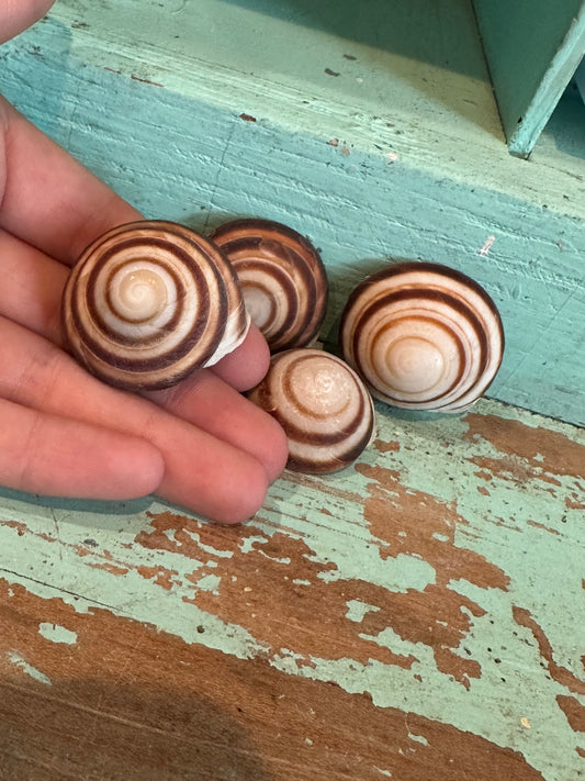 Banded Caracol Land Snail Shell
