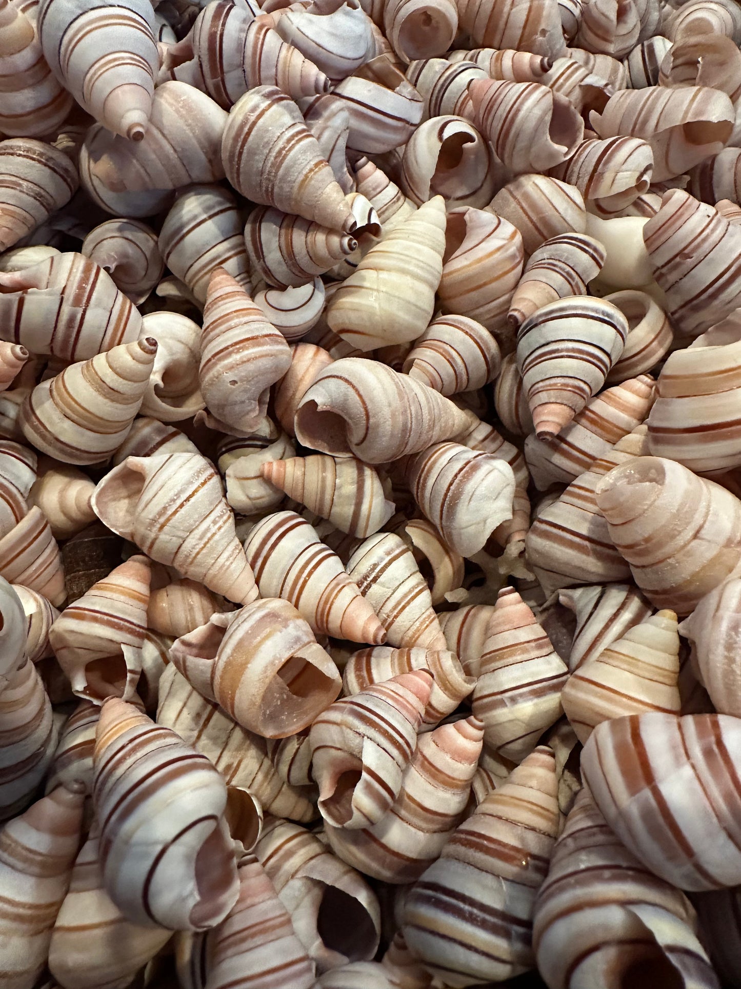 Assorted Liguus Tree Land Snail Shells