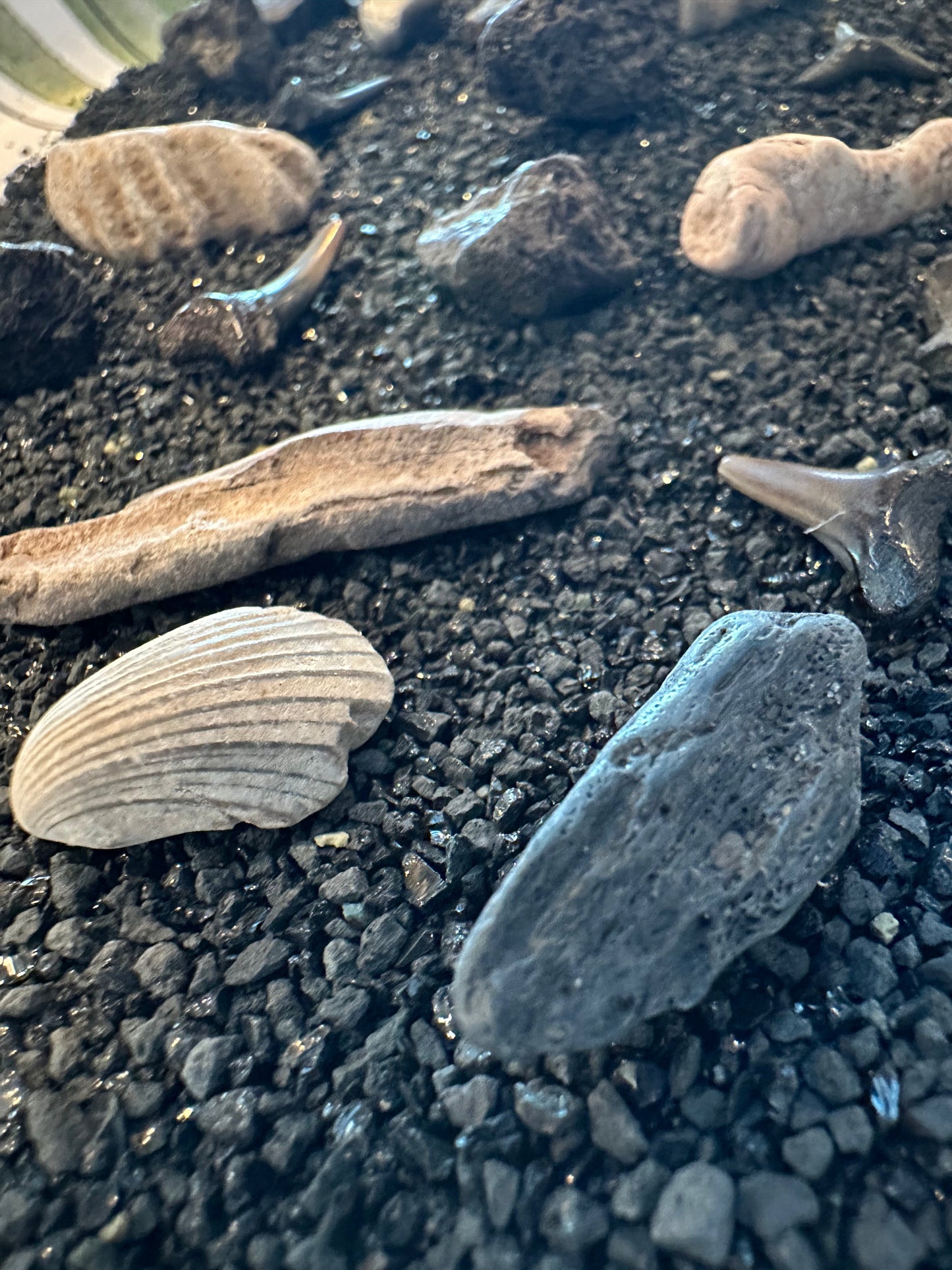 Mystery Fossil Dig Bottle