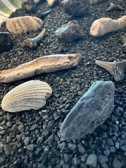 Mystery Fossil Dig Bottle