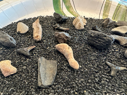 Mystery Fossil Dig Bottle