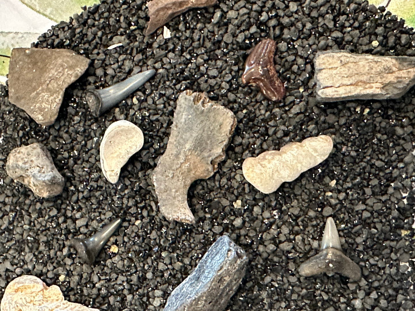 Mystery Fossil Dig Bottle