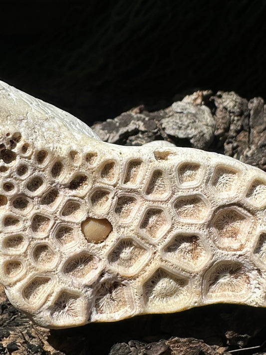 Fossilized Drum Mouth Plate