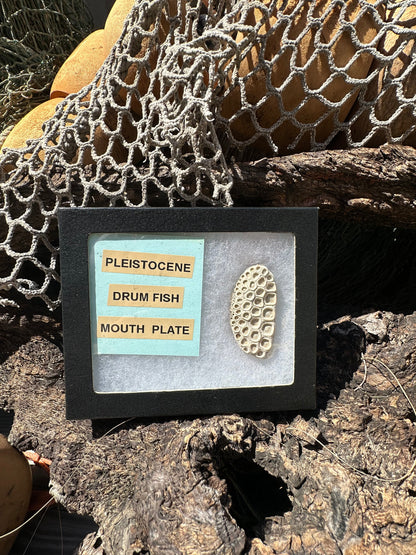 Fossilized Drum Mouth Plate with Display Case