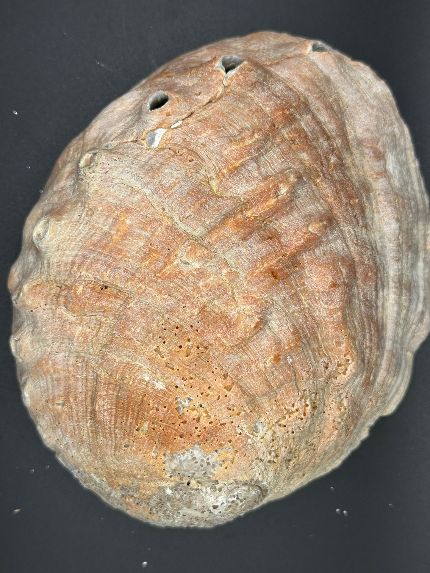 Red Abalone Shell – Haliotis rufescens, 7"