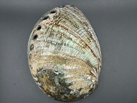 Green Abalone Shell – Haliotis fulgens, 6.25"