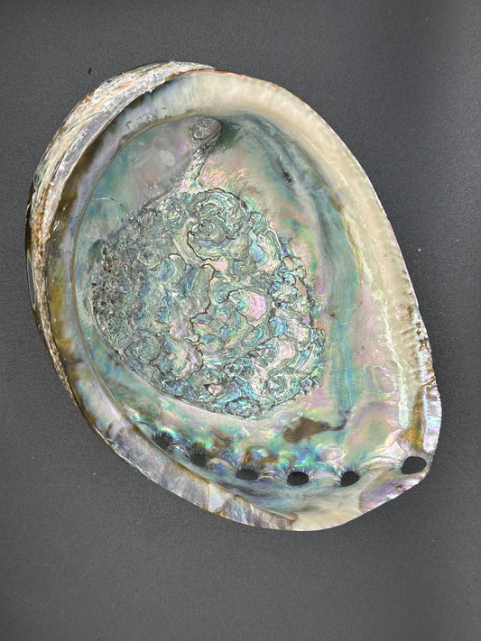 Green Abalone Shell – Haliotis fulgens, 6.25"