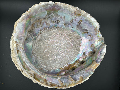 Raw Pink Abalone Shells – Haliotis corrugata, 5–8"