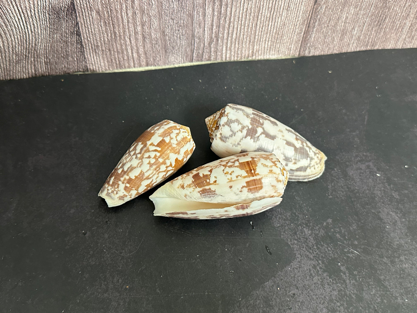 Striated Cone Shell aka Cloth of Gold (Conus striatus)