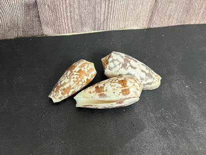 Striated Cone Shell aka Cloth of Gold (Conus striatus)