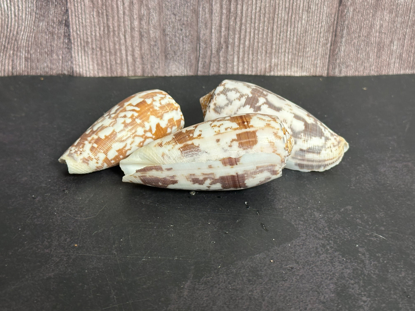 Striated Cone Shell aka Cloth of Gold (Conus striatus)