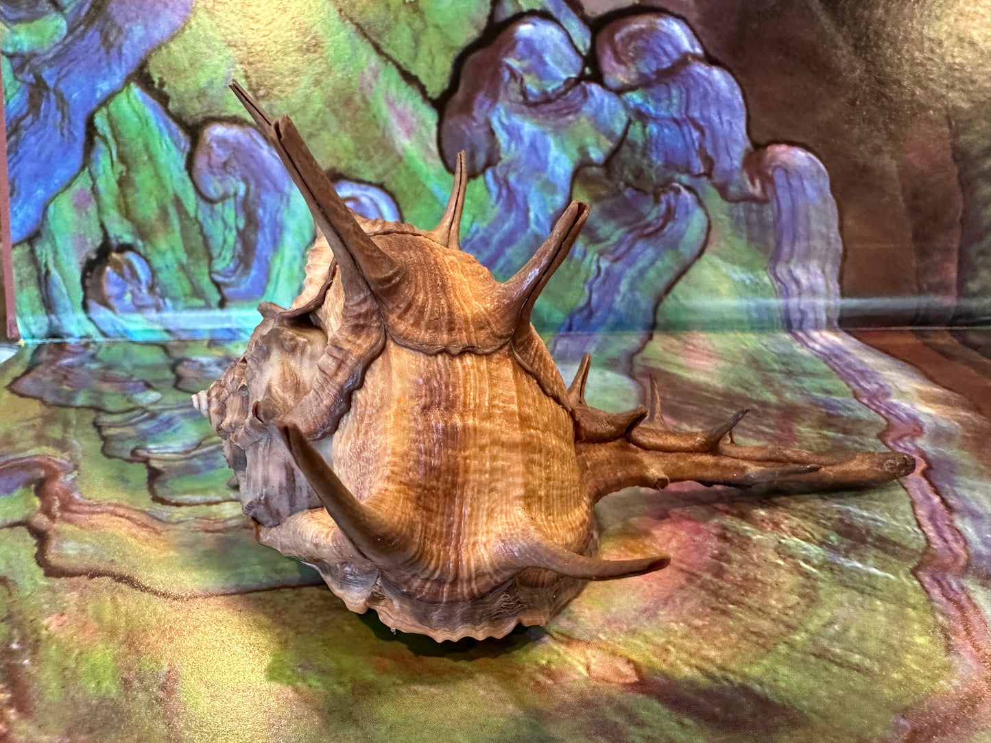 Horned Murex with Operculum – Bolinus cornutus – 5.4"