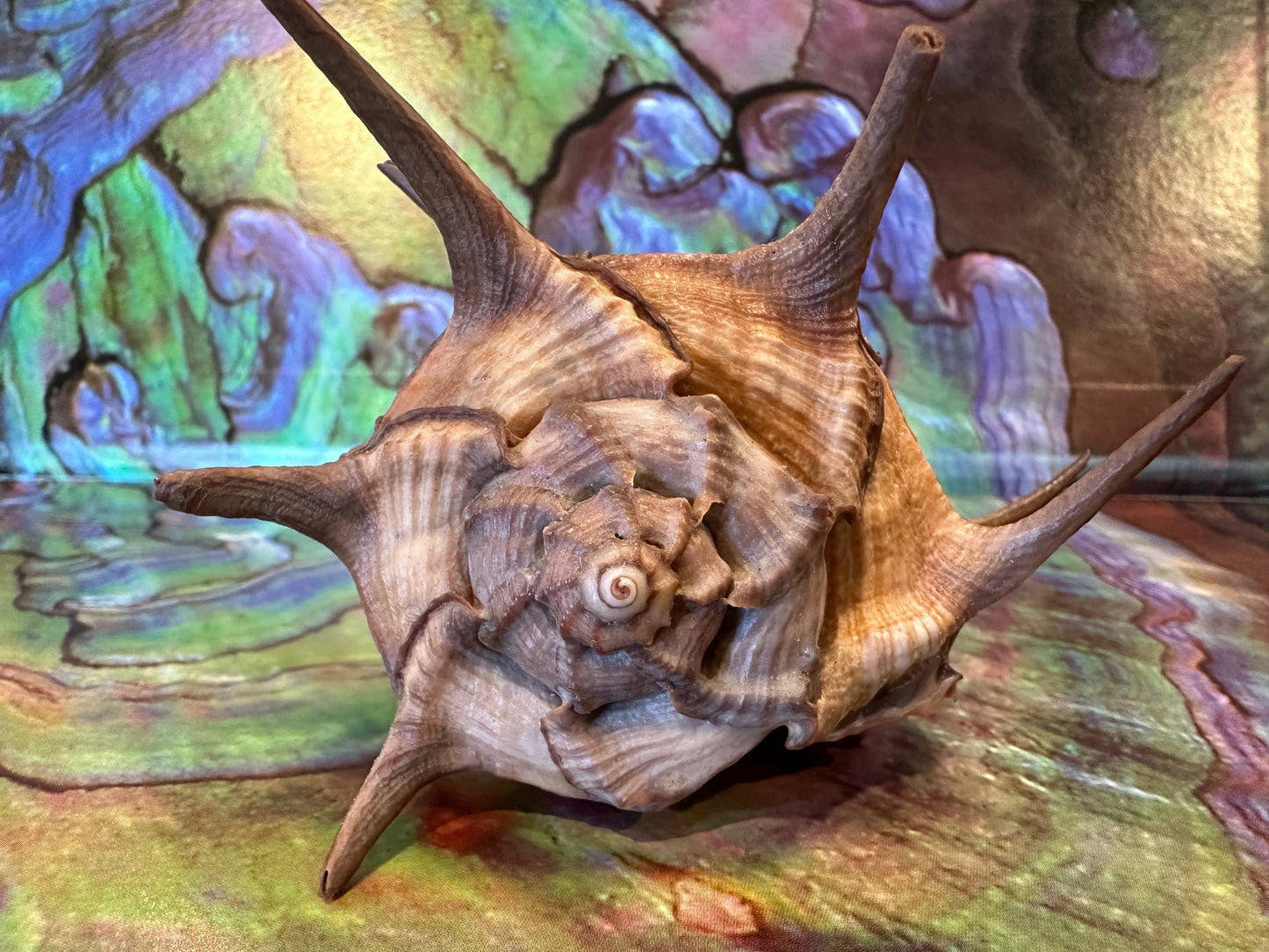 Horned Murex with Operculum – Bolinus cornutus – 5.4"