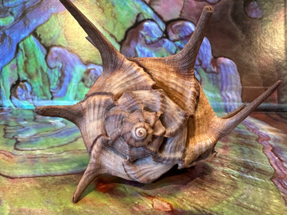 Horned Murex with Operculum – Bolinus cornutus – 5.4"