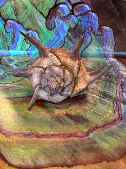 Horned Murex with Operculum – Bolinus cornutus – 5.4"