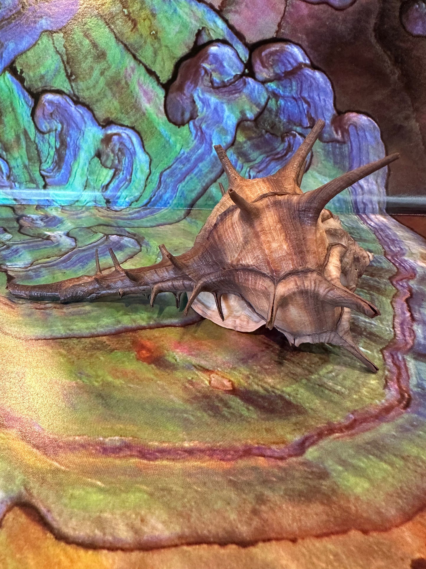 Horned Murex with Operculum – Bolinus cornutus – 5.4"