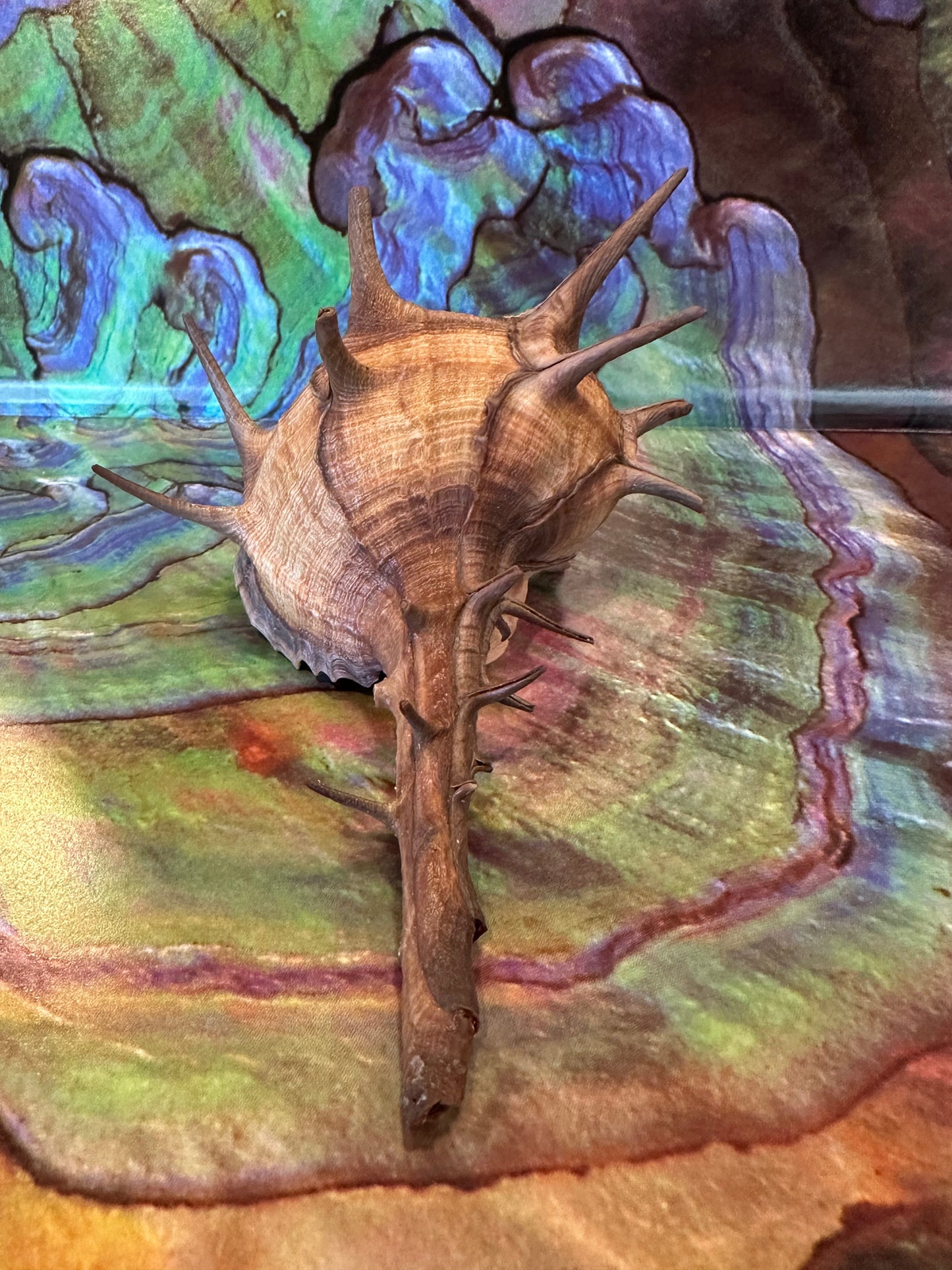 Horned Murex with Operculum – Bolinus cornutus – 5.4"