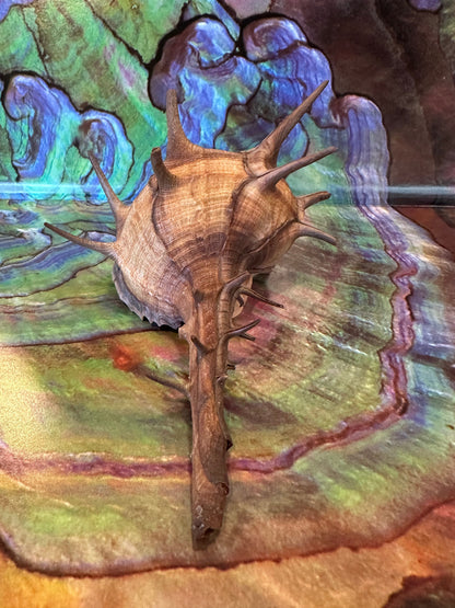 Horned Murex with Operculum – Bolinus cornutus – 5.4"