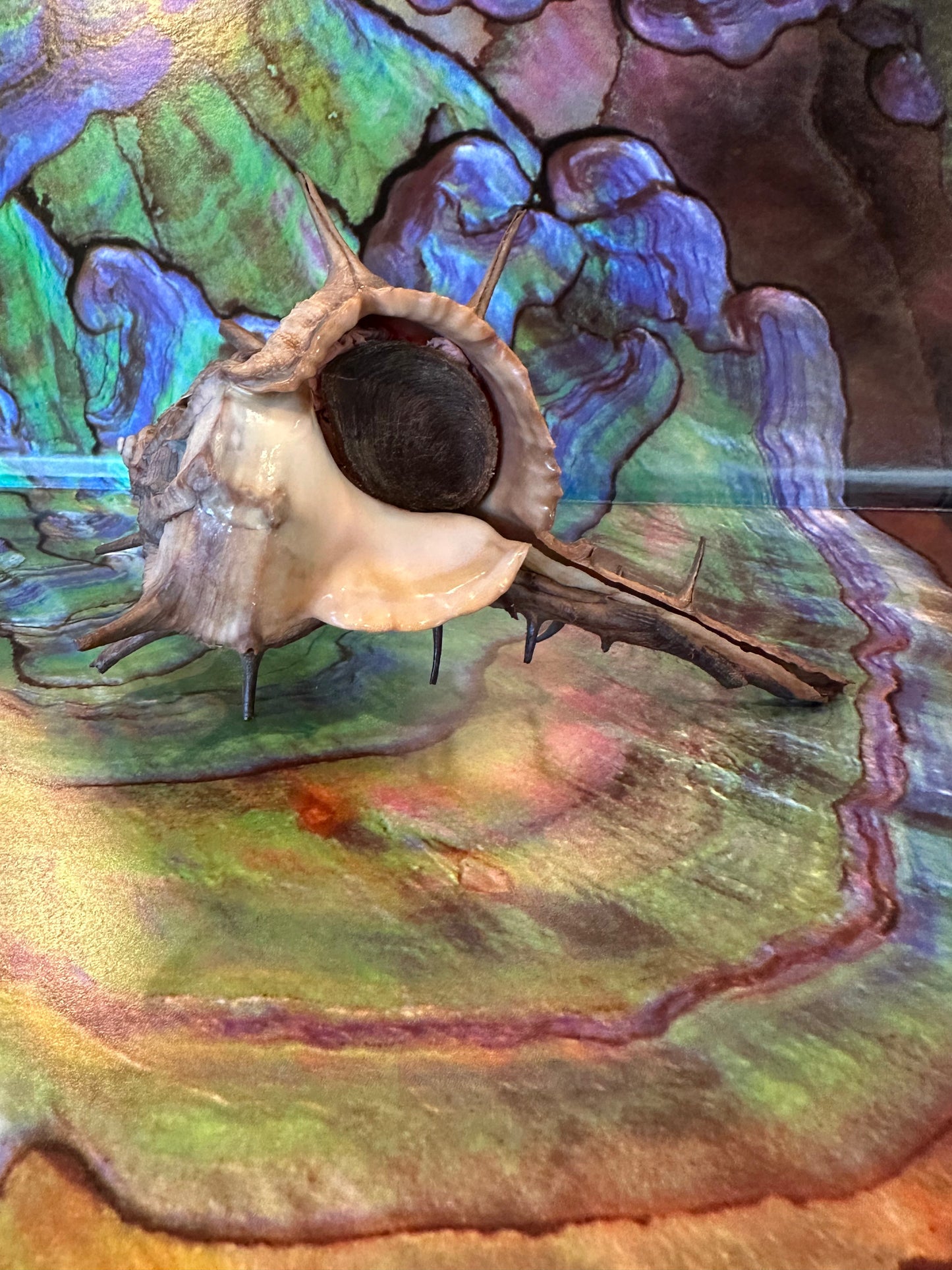 Horned Murex with Operculum – Bolinus cornutus – 5.4"