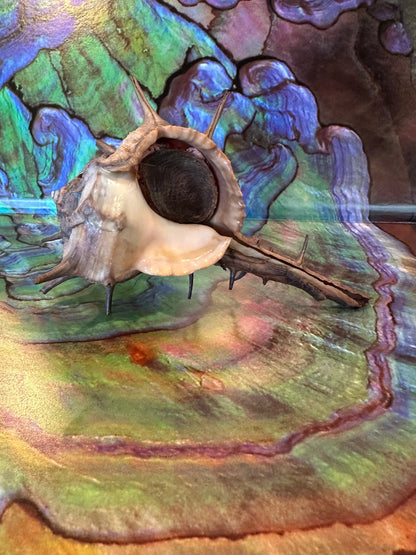 Horned Murex with Operculum – Bolinus cornutus – 5.4"