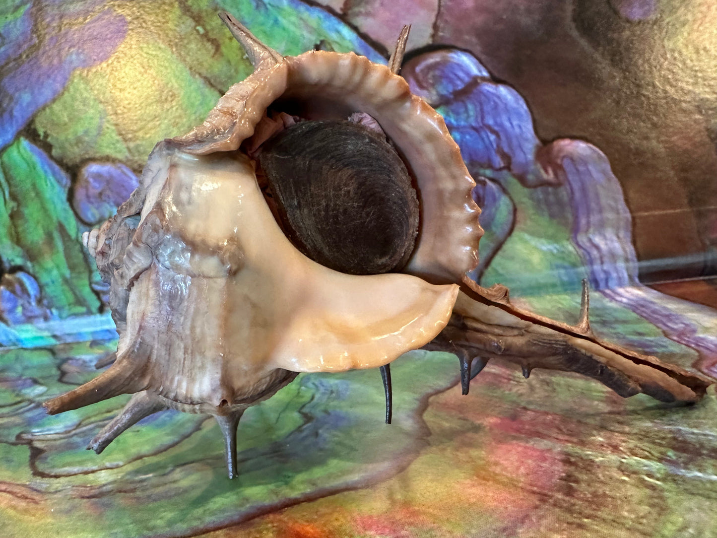 Horned Murex with Operculum – Bolinus cornutus – 5.4"